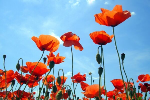 Blue Flora Poppy Blossom Summer Flowers Red Sky 2948148